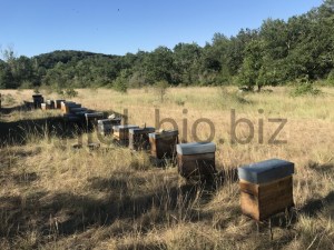 Rucher en ardèche